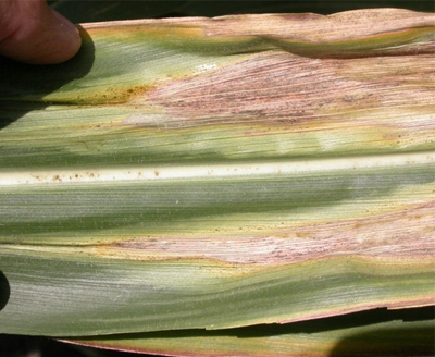 Goss's Wilt in Corn